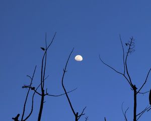 Preview wallpaper moon, branches, silhouette, evening