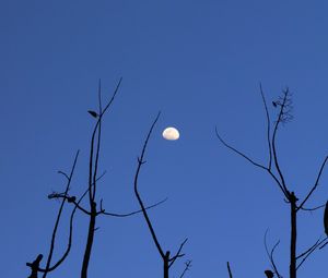 Preview wallpaper moon, branches, silhouette, evening