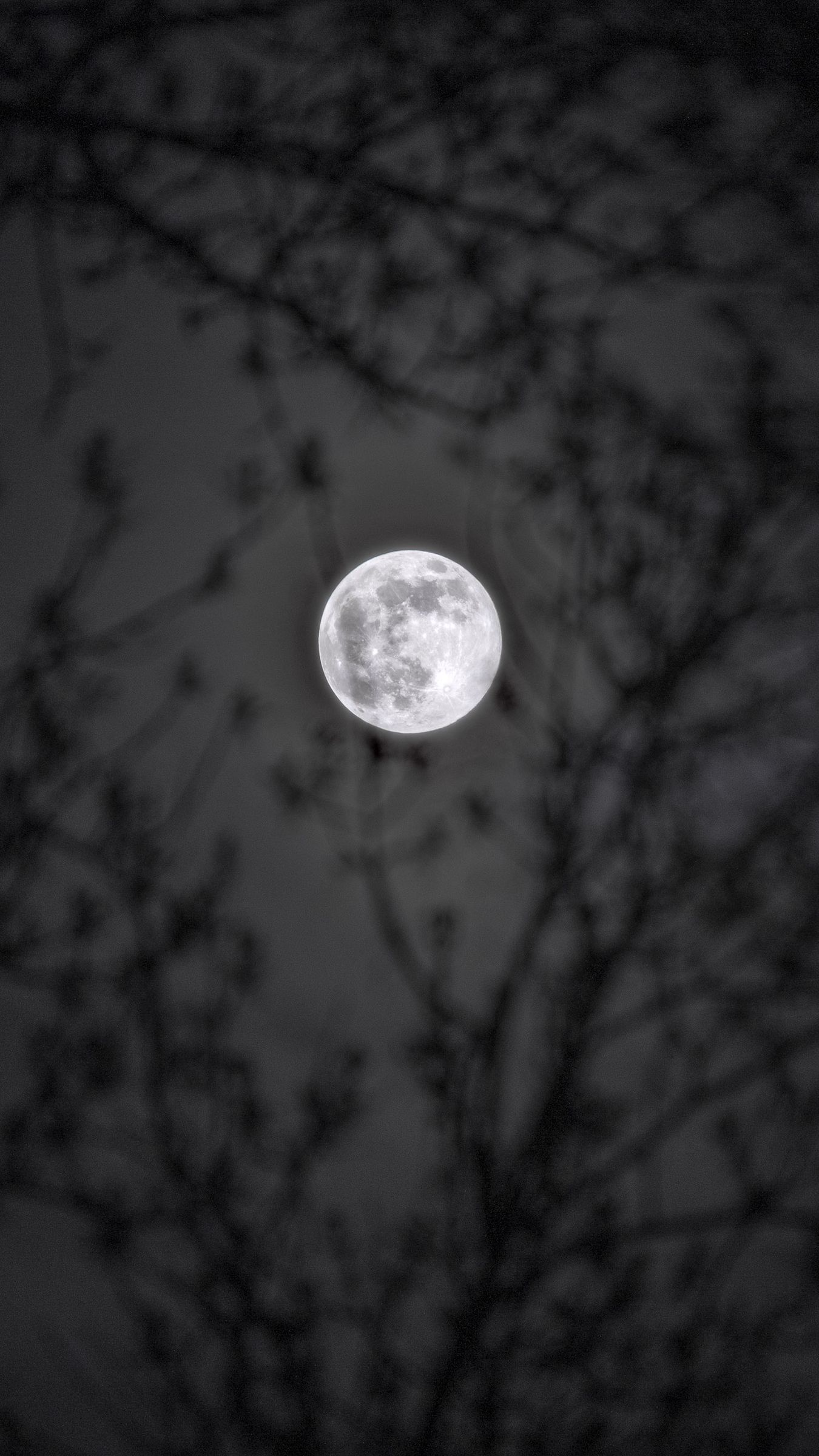 Download wallpaper 1350x2400 moon, branches, silhouettes, night, black ...