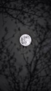 Preview wallpaper moon, branches, silhouettes, night, black and white, black