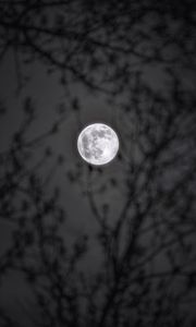Preview wallpaper moon, branches, silhouettes, night, black and white, black