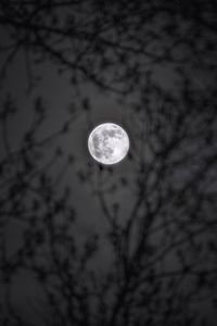 Preview wallpaper moon, branches, silhouettes, night, black and white, black