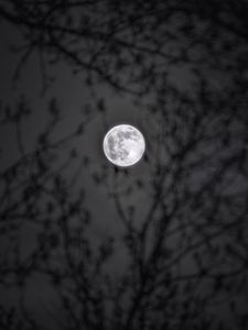Preview wallpaper moon, branches, silhouettes, night, black and white, black