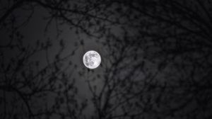 Preview wallpaper moon, branches, silhouettes, night, black and white, black