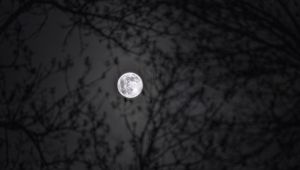 Preview wallpaper moon, branches, silhouettes, night, black and white, black