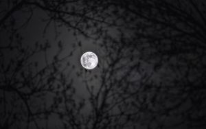 Preview wallpaper moon, branches, silhouettes, night, black and white, black
