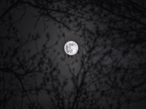 Preview wallpaper moon, branches, silhouettes, night, black and white, black