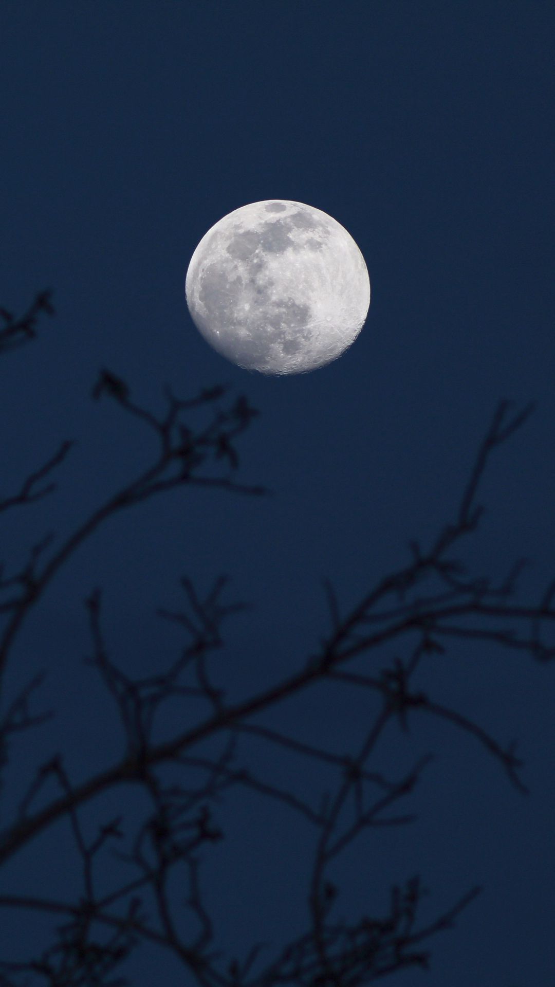 Download wallpaper 1080x1920 moon, branches, silhouettes, night, dark ...