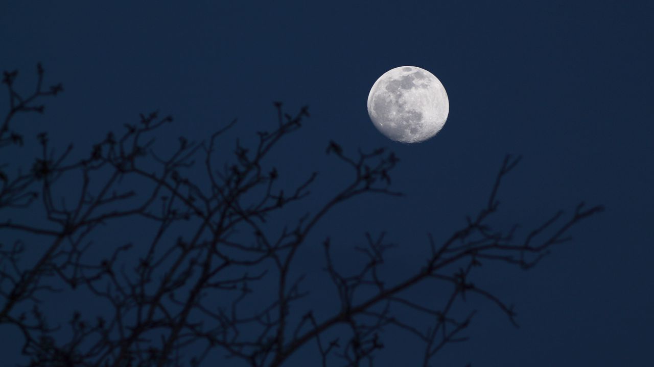 Wallpaper moon, branches, silhouettes, night, dark