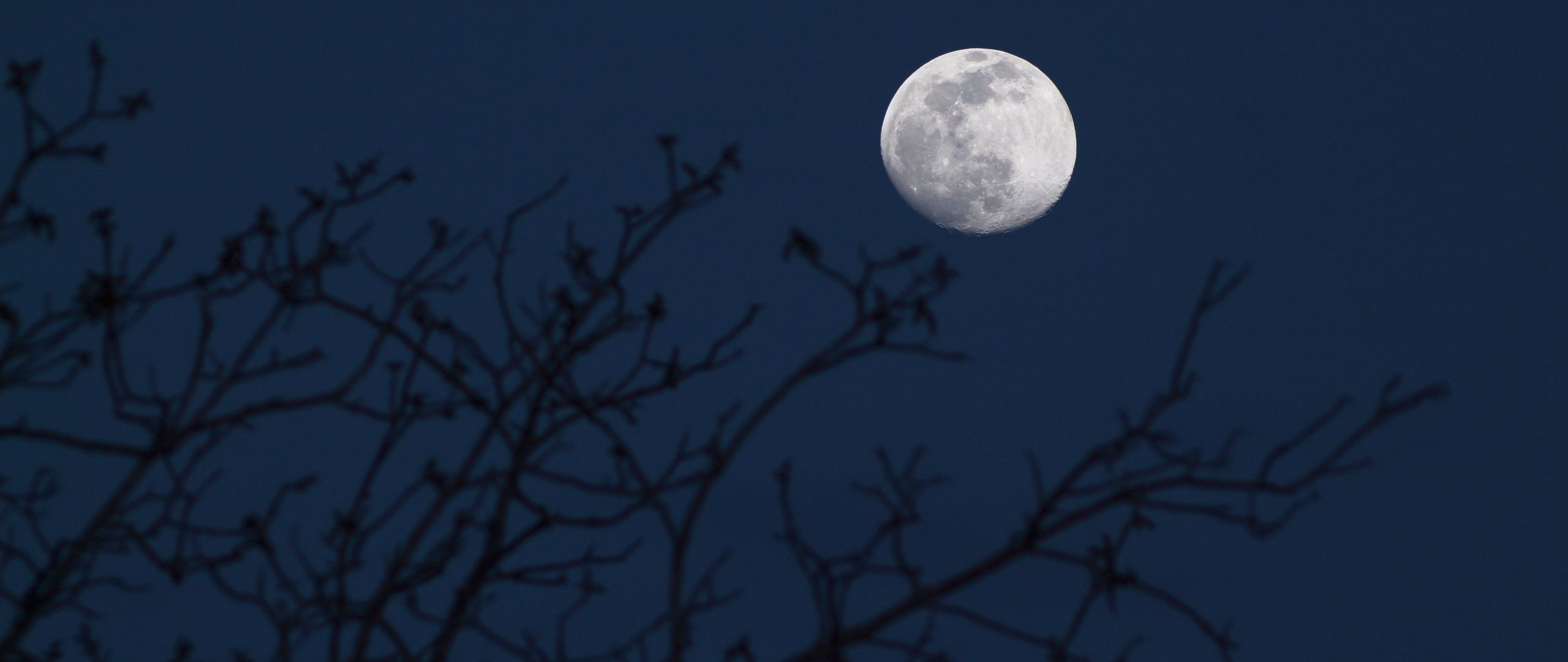 Download wallpaper 2560x1080 moon, branches, silhouettes, night, dark