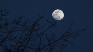 Preview wallpaper moon, branches, silhouettes, night, dark