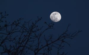 Preview wallpaper moon, branches, silhouettes, night, dark