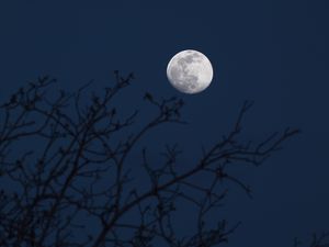 Preview wallpaper moon, branches, silhouettes, night, dark