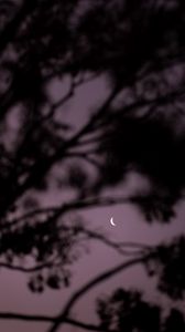 Preview wallpaper moon, branches, sky, evening
