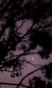 Preview wallpaper moon, branches, sky, evening