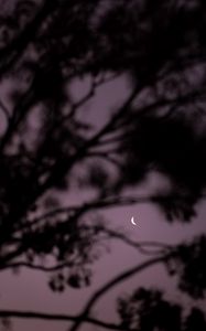 Preview wallpaper moon, branches, sky, evening
