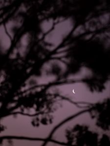 Preview wallpaper moon, branches, sky, evening
