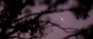 Preview wallpaper moon, branches, sky, evening