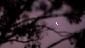 Preview wallpaper moon, branches, sky, evening