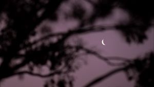 Preview wallpaper moon, branches, sky, evening