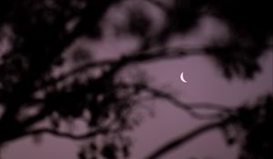 Preview wallpaper moon, branches, sky, evening