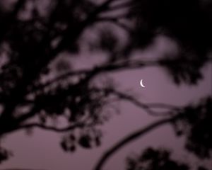 Preview wallpaper moon, branches, sky, evening