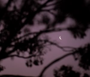 Preview wallpaper moon, branches, sky, evening
