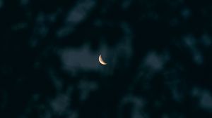 Preview wallpaper moon, branches, sky, dark