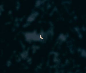 Preview wallpaper moon, branches, sky, dark