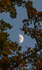 Preview wallpaper moon, branches, sky, tree