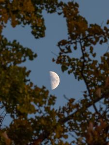 Preview wallpaper moon, branches, sky, tree
