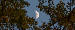 Preview wallpaper moon, branches, sky, tree