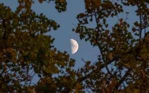 Preview wallpaper moon, branches, sky, tree