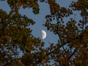 Preview wallpaper moon, branches, sky, tree
