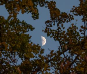 Preview wallpaper moon, branches, sky, tree