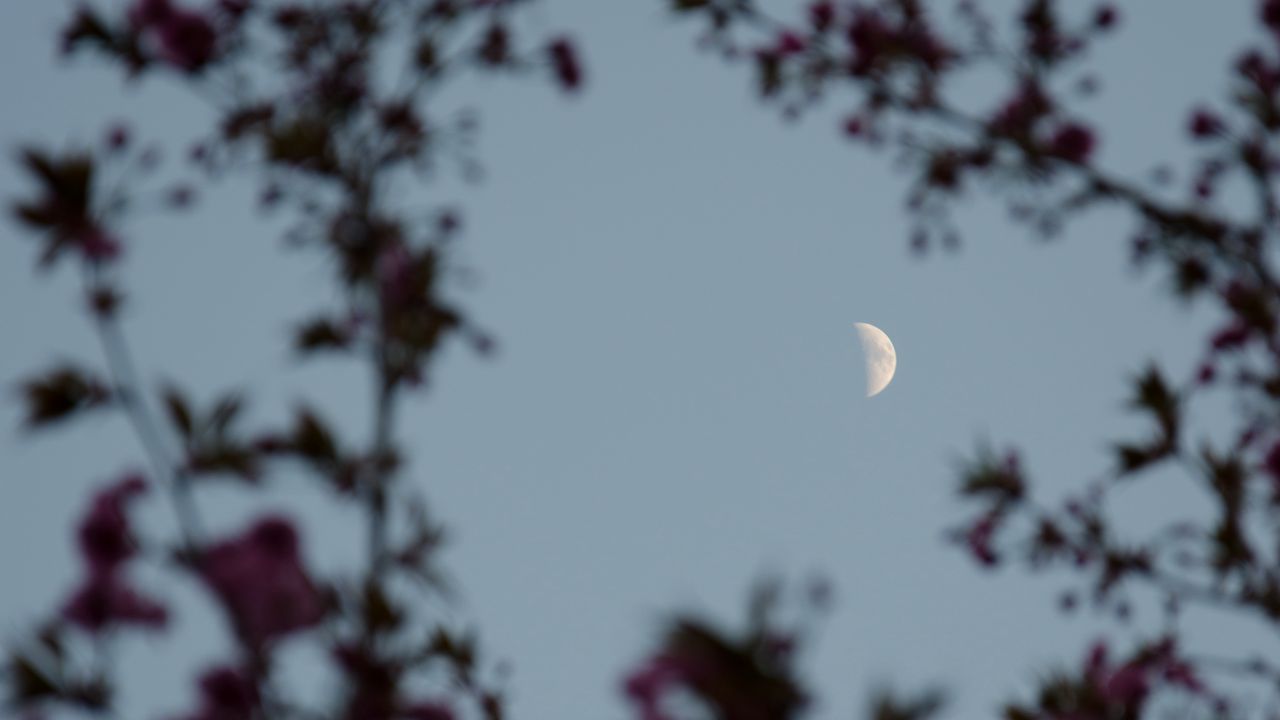 Wallpaper moon, branches, sky, twilight, evening