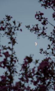 Preview wallpaper moon, branches, sky, twilight, evening
