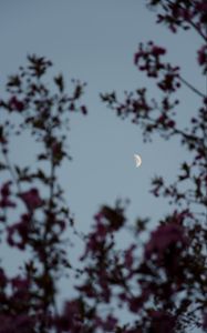 Preview wallpaper moon, branches, sky, twilight, evening