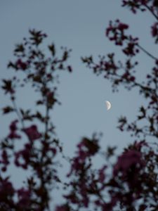 Preview wallpaper moon, branches, sky, twilight, evening