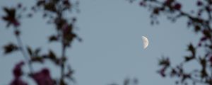 Preview wallpaper moon, branches, sky, twilight, evening