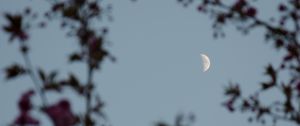 Preview wallpaper moon, branches, sky, twilight, evening