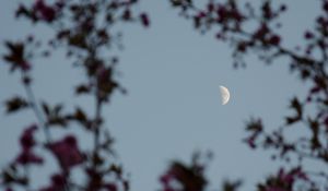 Preview wallpaper moon, branches, sky, twilight, evening