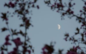 Preview wallpaper moon, branches, sky, twilight, evening