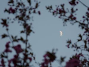 Preview wallpaper moon, branches, sky, twilight, evening