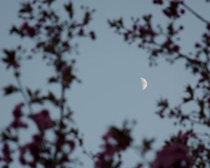 Preview wallpaper moon, branches, sky, twilight, evening