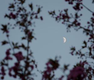 Preview wallpaper moon, branches, sky, twilight, evening