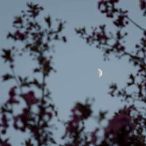 Preview wallpaper moon, branches, sky, twilight, evening