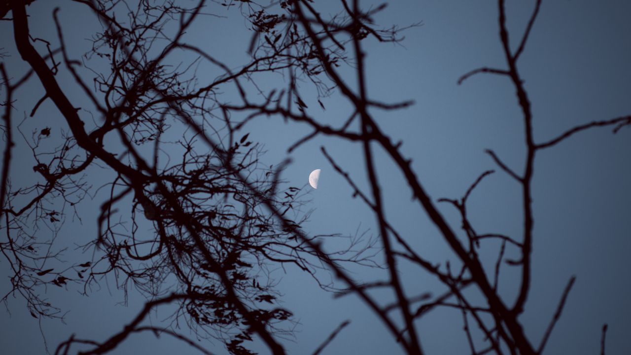 Wallpaper moon, branches, sunset, tree, sky