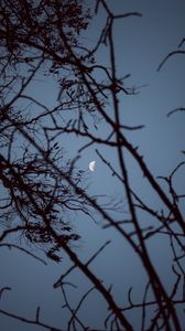 Preview wallpaper moon, branches, sunset, tree, sky