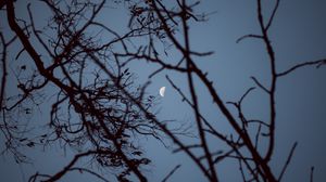 Preview wallpaper moon, branches, sunset, tree, sky